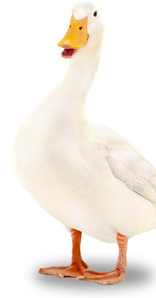 white duck bird standing with open mouth