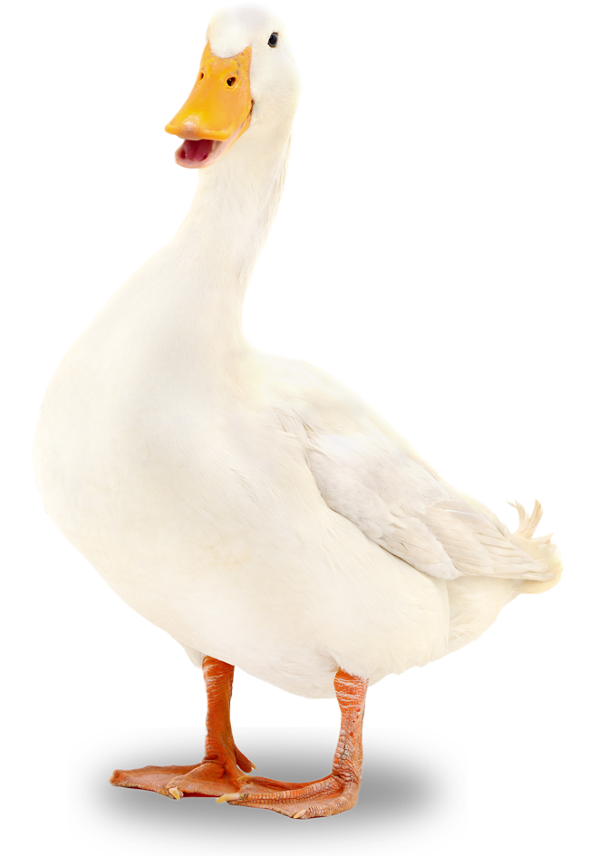 white duck bird standing with open mouth and curly tail