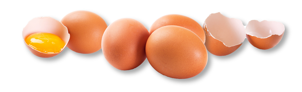a row of eggs whole and cracked with yokes showing