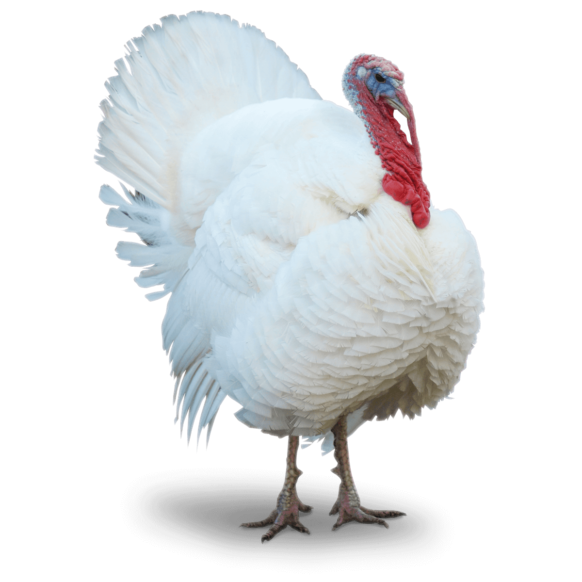 fluffy white turkey bird with shadow