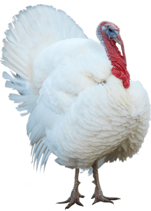 feathered white turkey bird standing